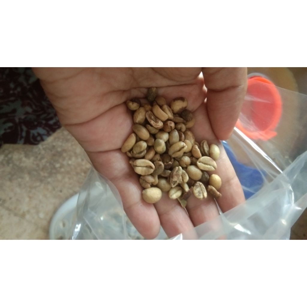 Biji kopi nangka asli probolinggo (biji kopi mentah)