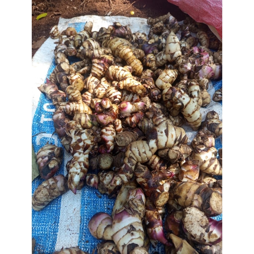 Umbi Ganyong Segar  1 Kg  - Tinggi Kalsium, Zat Besi, Fosfor