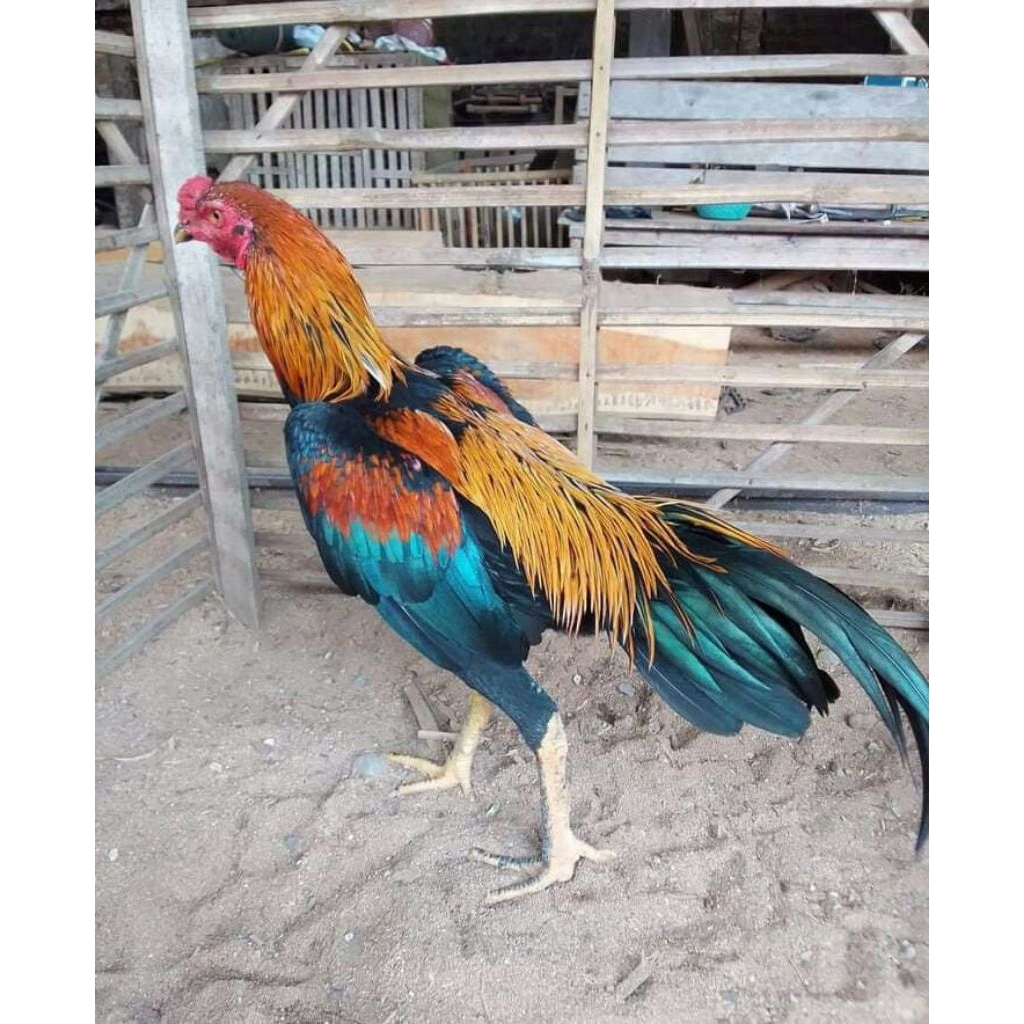 Telur ayam jenis plucker super fertill original siap ditetaskan kualitas unggul