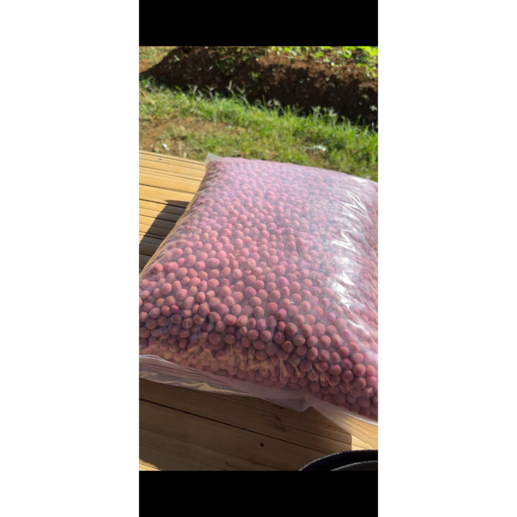 Benih Edamame | Bibit Edamame | Kedelai Jepang Super Varietas Ryoko