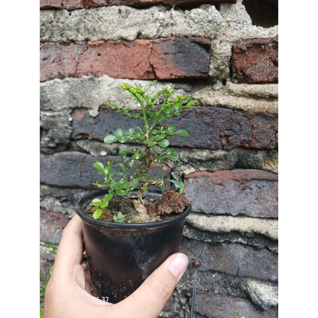 bahan bonsai kemuning super mikro shito + pot kecil