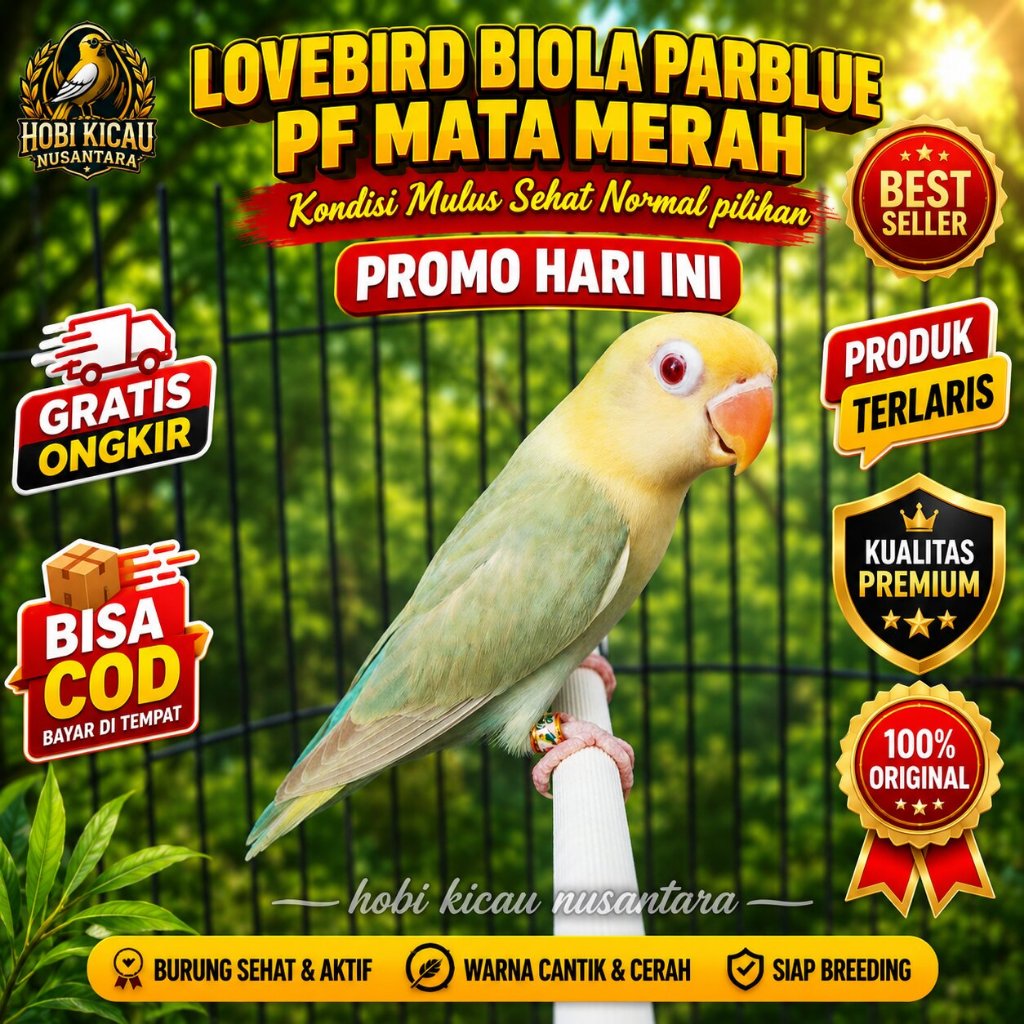 Burung Lovebird Biola Parblue PF Mata Merah