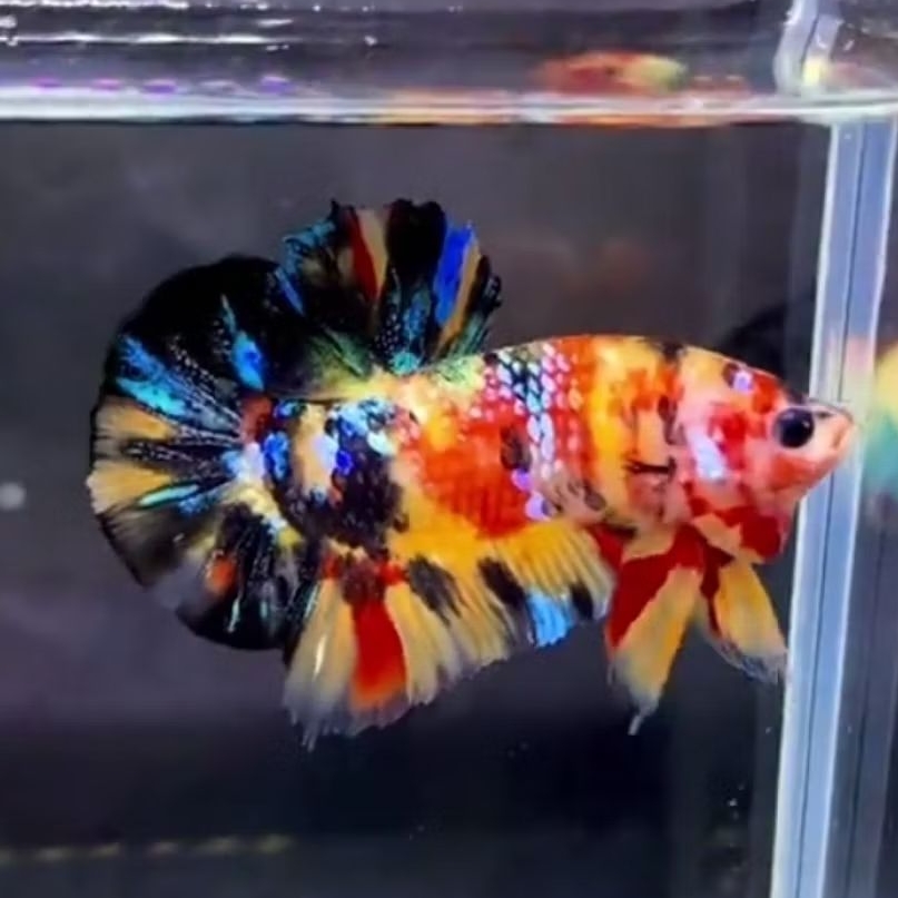 cupang multicolor bagus berkualitas,ikan cupang multi banyak warna