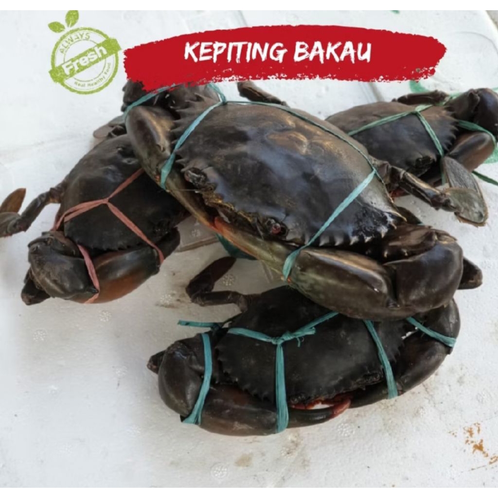 Kepiting segar hidup