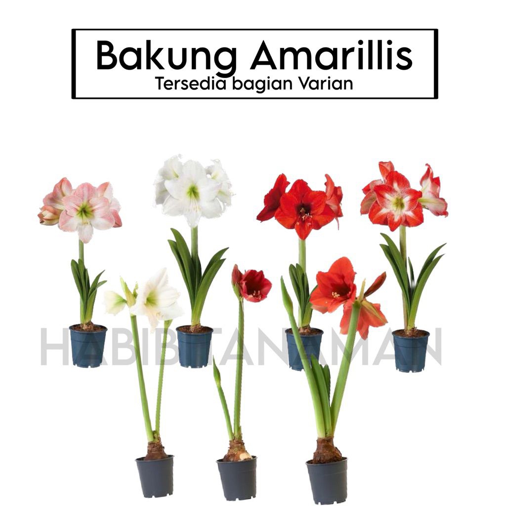 tanaman hias bakung amarilis siap berbunga warna warni