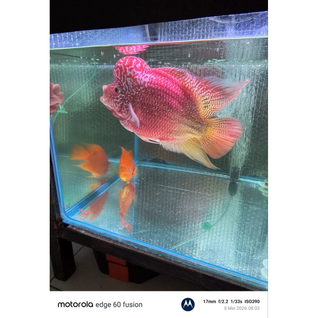 ikan louhan GB.jantan