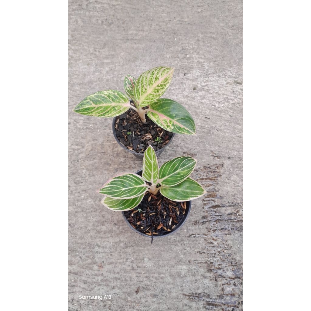 Paket 2 Baby Aglonema Cantik 175k = Minion & Little Lemon