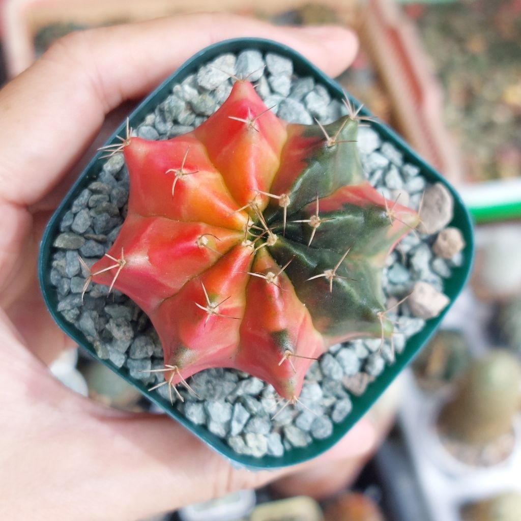 Kaktus Cantik Gymno Gymnocalycium NOID Miha Varigata 1 set pot