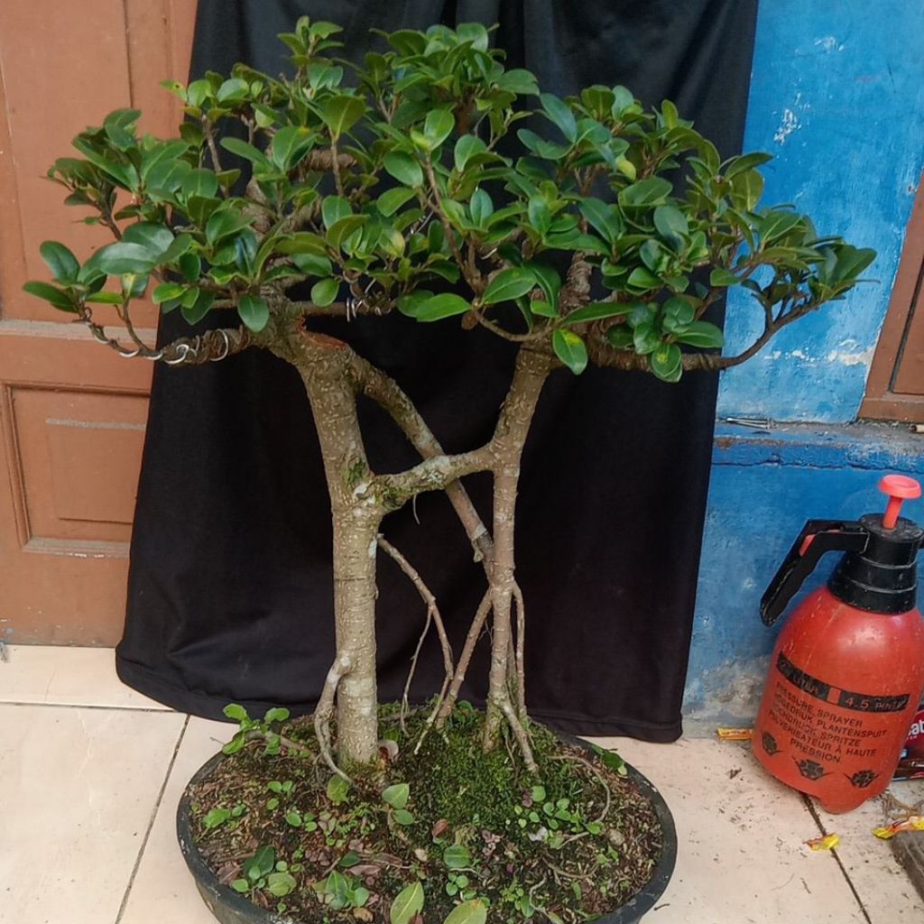 bonsai beringin kompakta