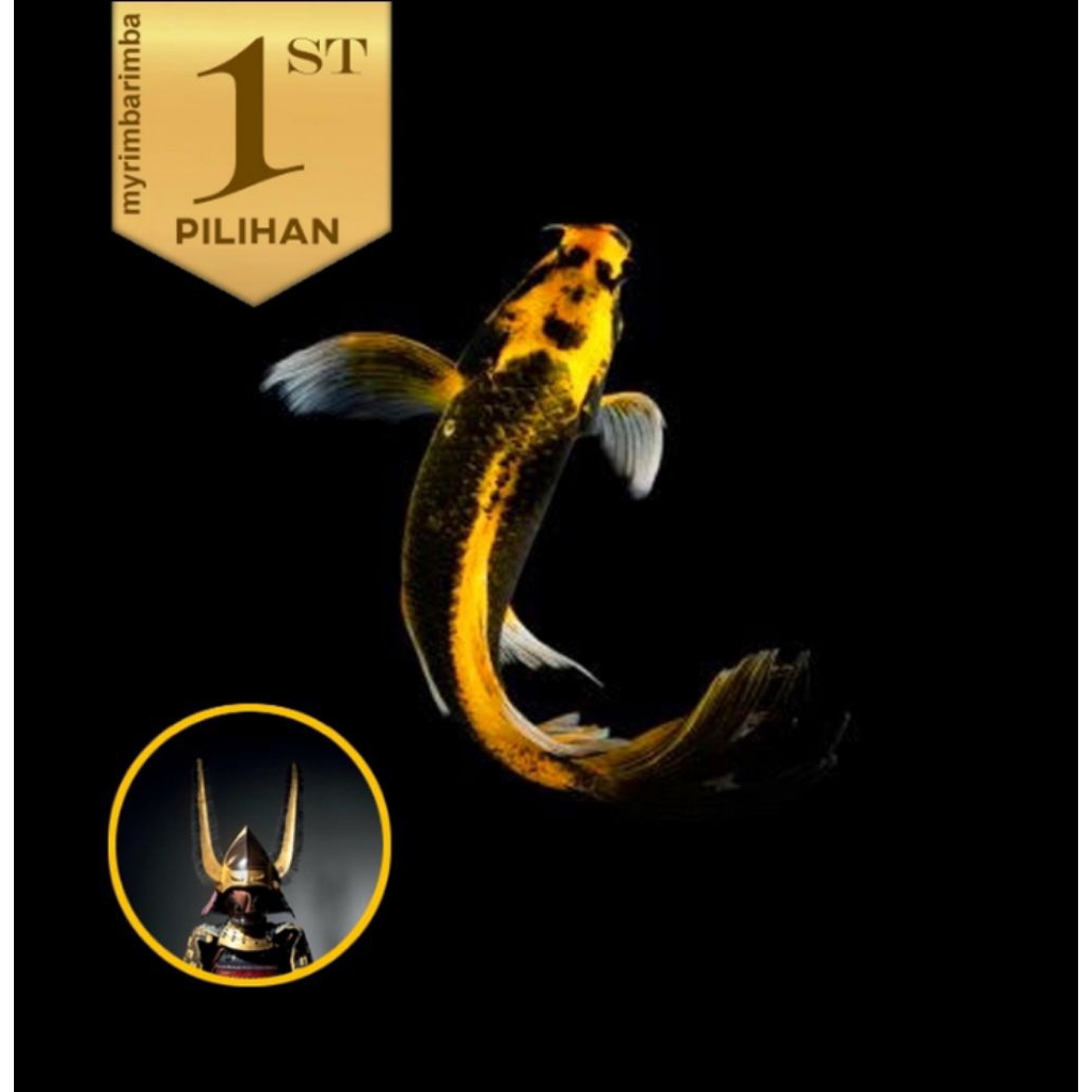 Baby Koi Kabuto Golden Slayer Ikan Hias Kolam Aquarium Aquascape