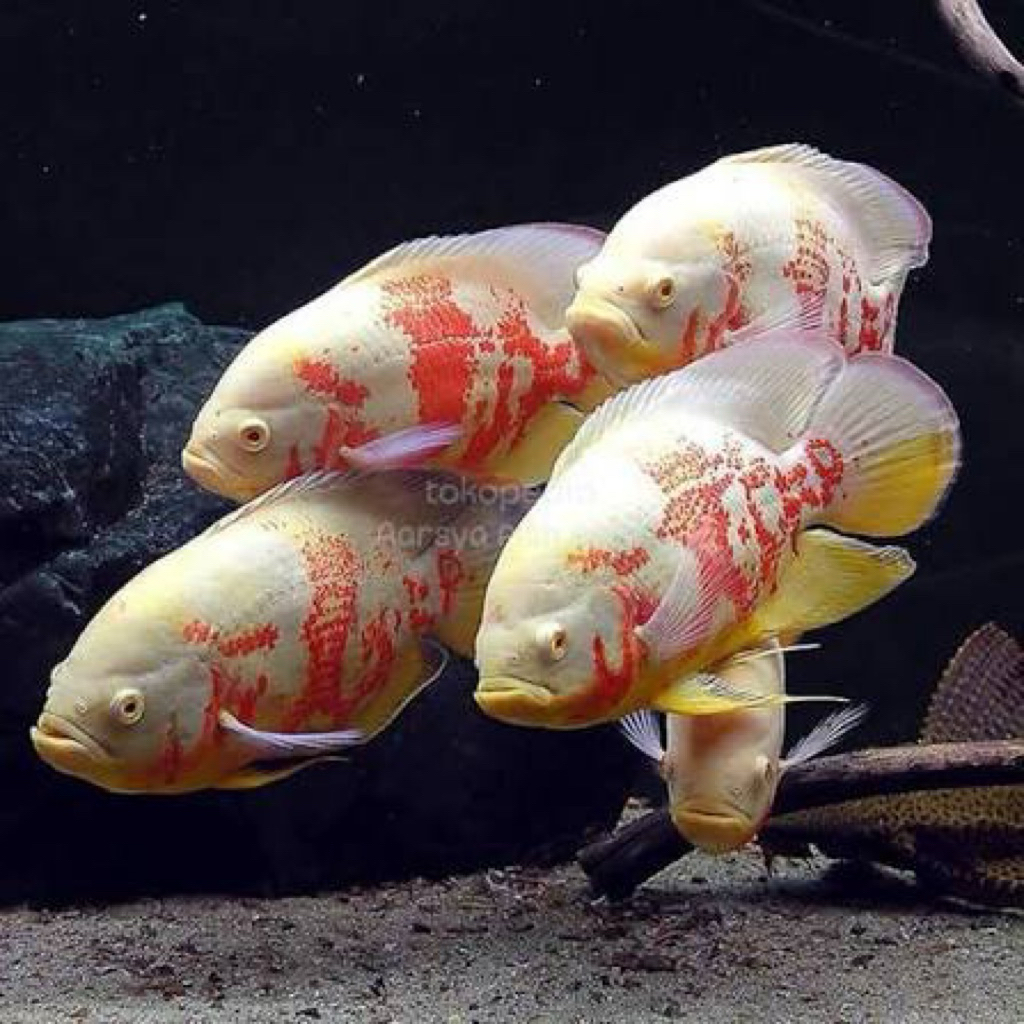 OSCAR ALBINO BATIK size 2,5jari hiasan aquarium