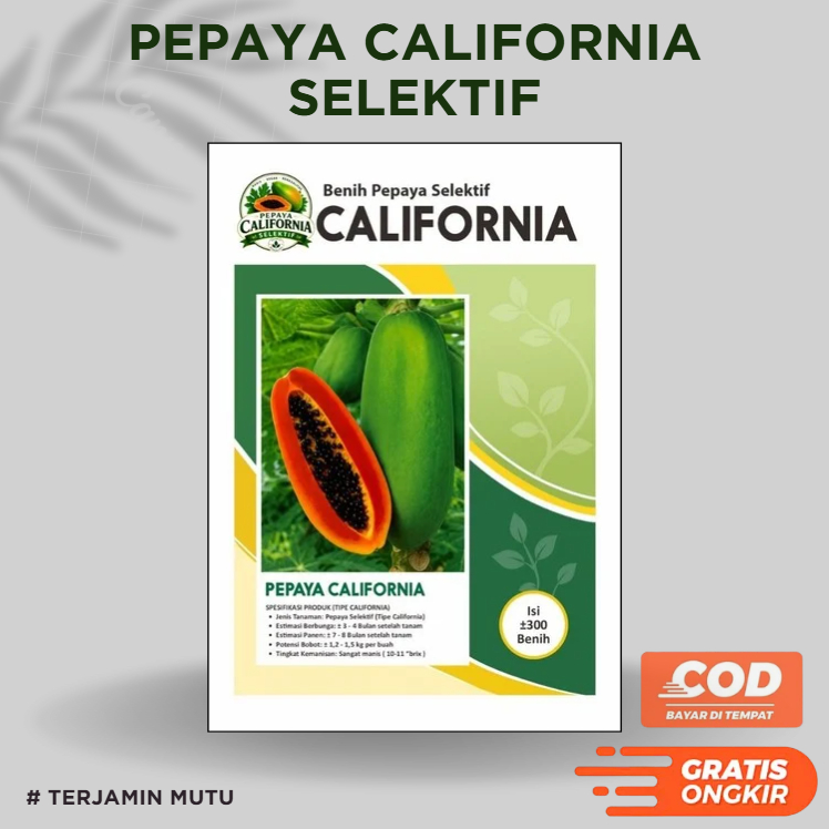 Benih Pepaya California Selektif | Seleksi Genetik pkht calina ipb-9 isi ±300