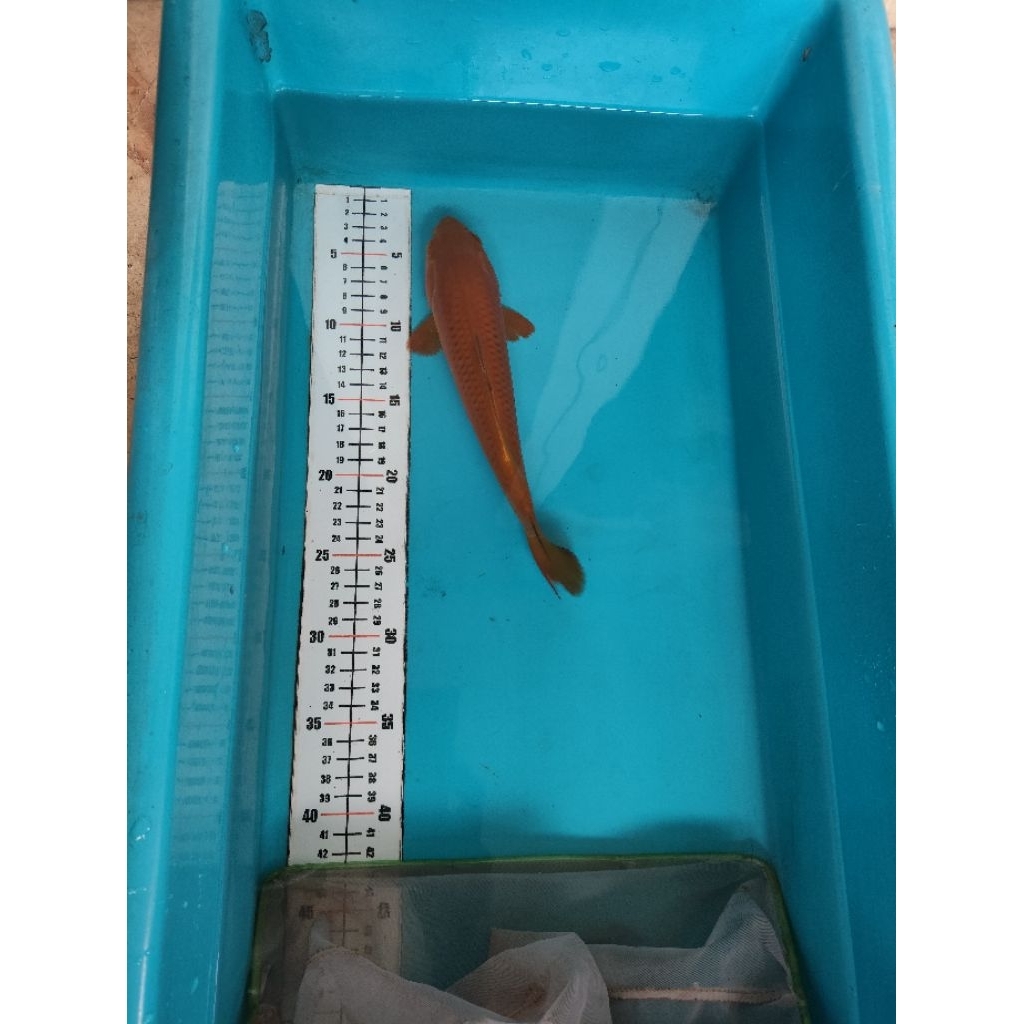 ikan koi chagoi penjinak kolam