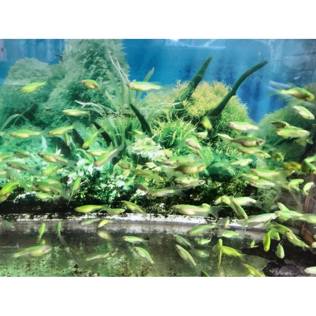 ikan hias danio green slayer  isi 20