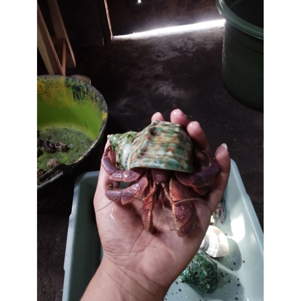 mang kelomang jumbo size gede XXL+,cangkang marmoratus