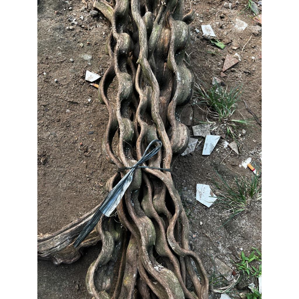 MINI AVIARY BANTEN Kayu akar Trinil 100cm Akar langit aquascape,aviary dll