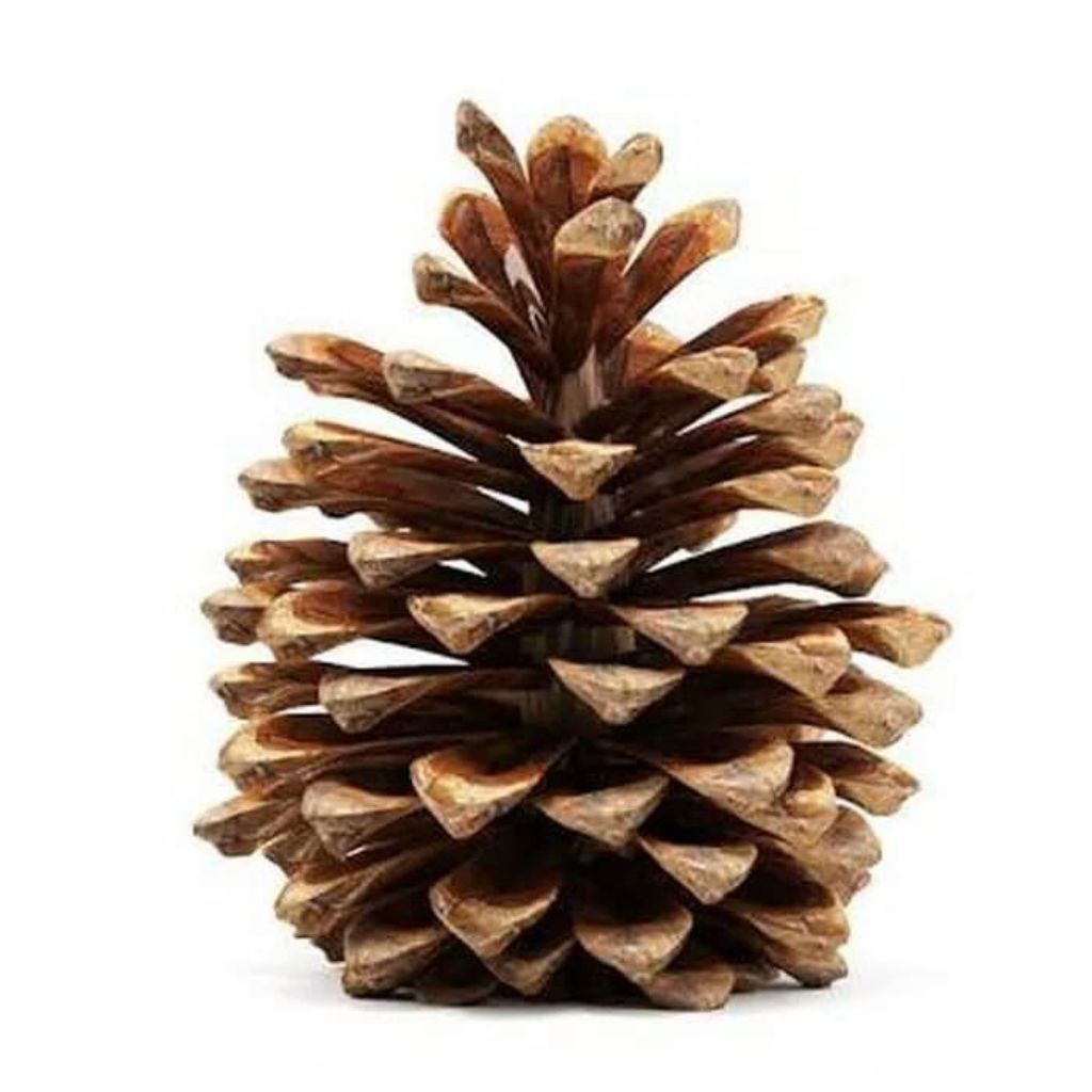 Bunga Pinus Kering Curah 1kg Kembang Pinus Natural Kiloan Grosir Dekorasi Rustic Mahar Prakarya Pema