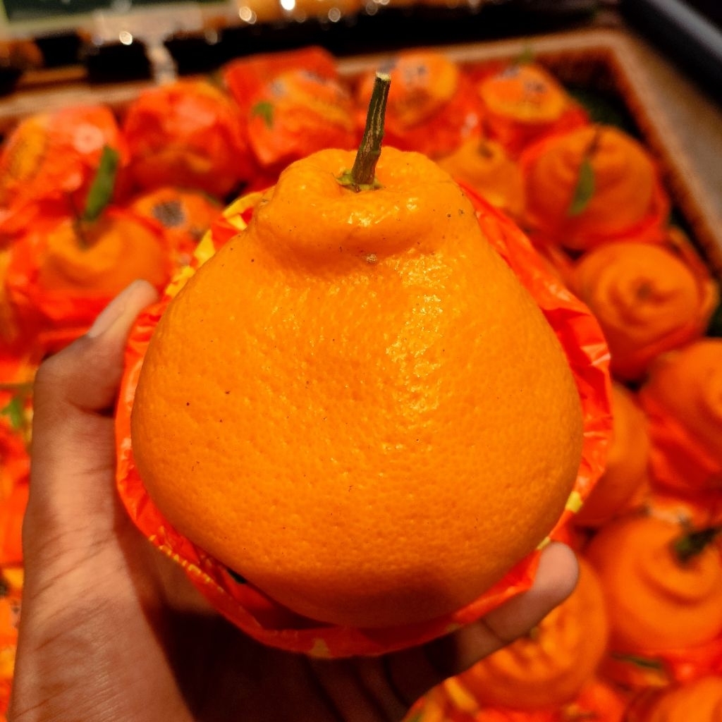 Jeruk Mandarin Chunjian orange manis segar premium fresh 1kg