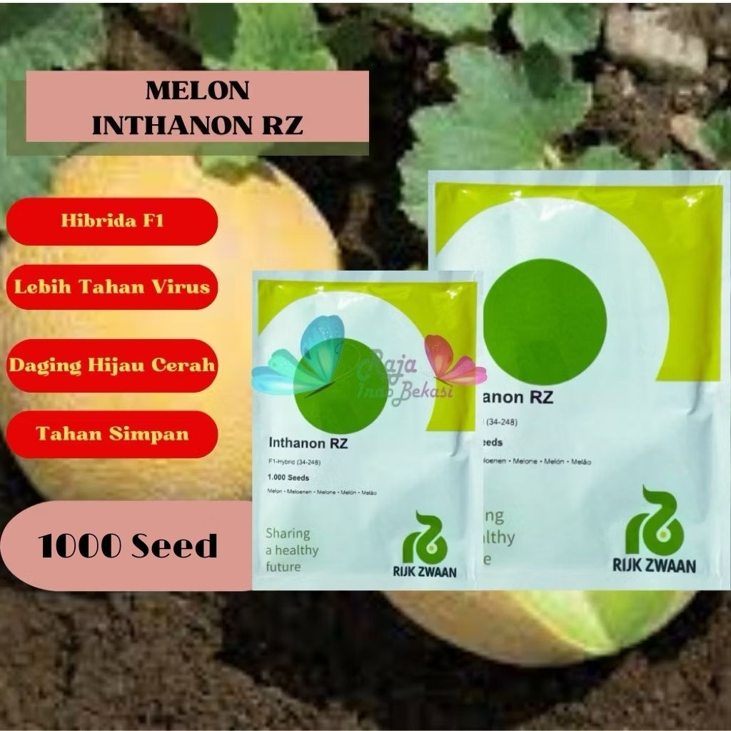 Benih Melon INTHANON RZ F1 1000 Seeds Original Golden Emerald