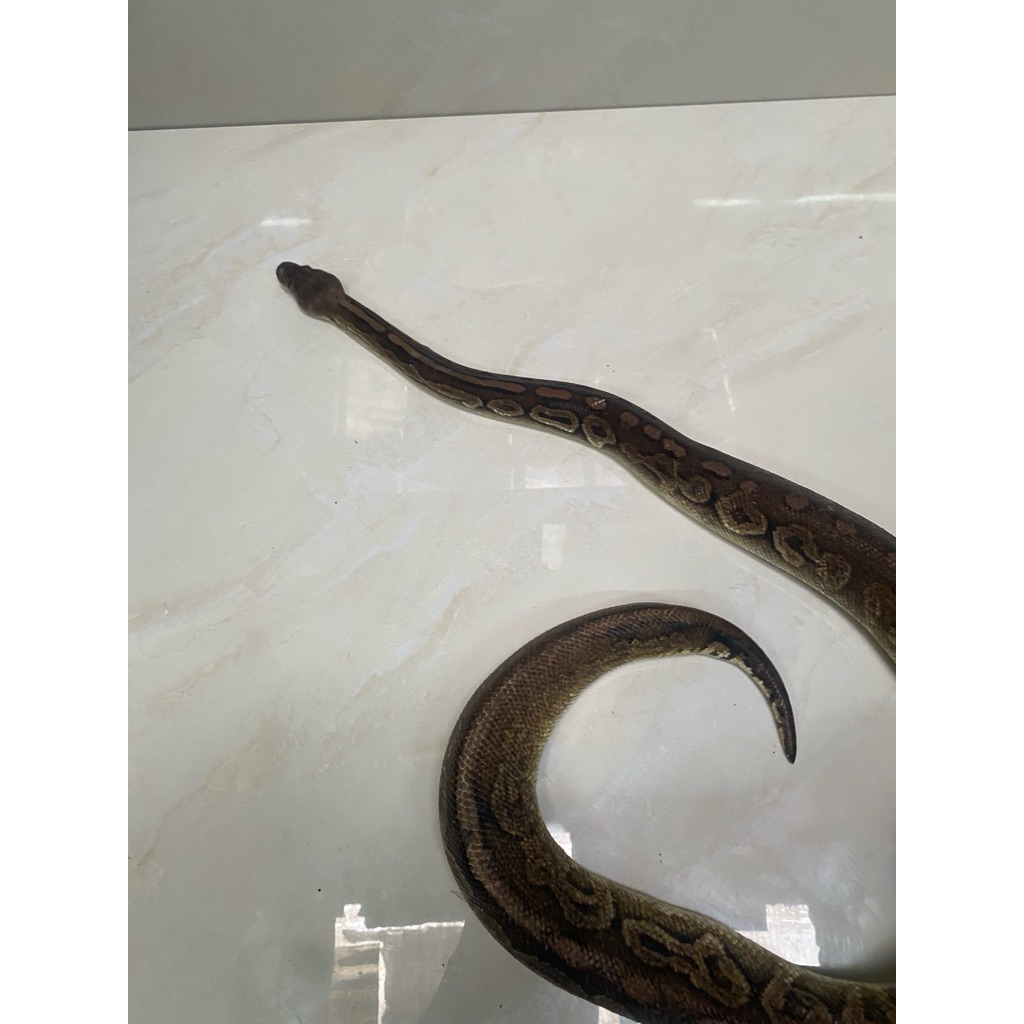 ball python Female proven pewter het clown