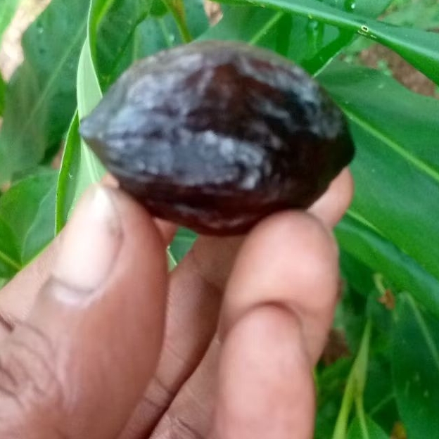 Muncang kemiri adu jawaan si rw