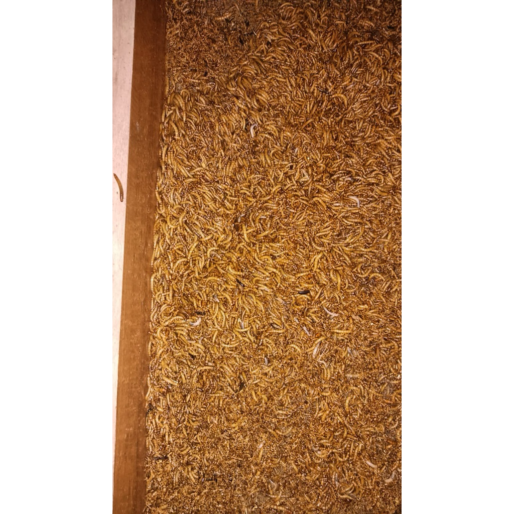 ulat Hongkong / pakan burung /pakan gecko/ pakan ikan/ pakan hamster