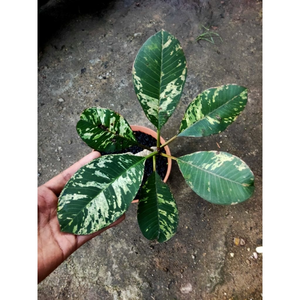 plumeria varigata real pict