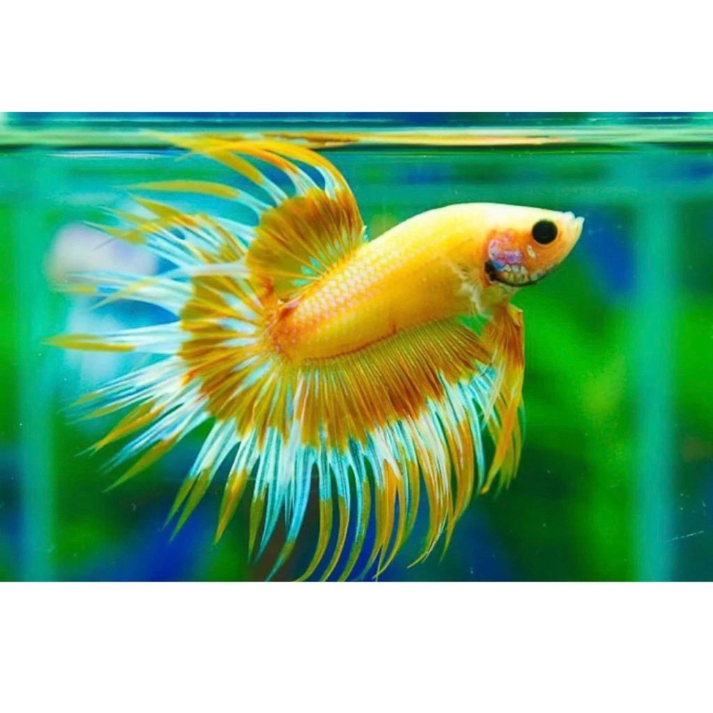 Cupang Serit ct Crowntail Maskot warna bagus