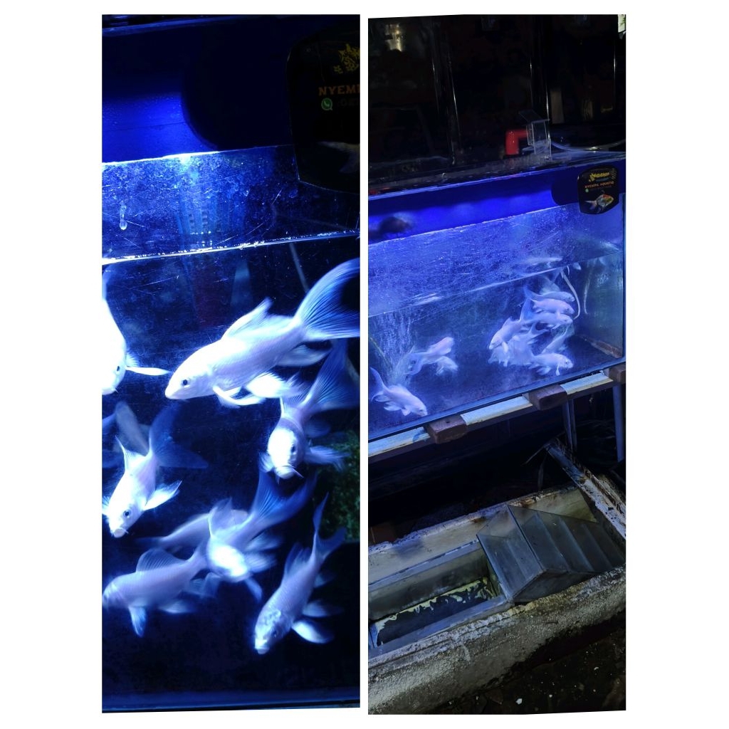mas koi platinum slayer butterfly
