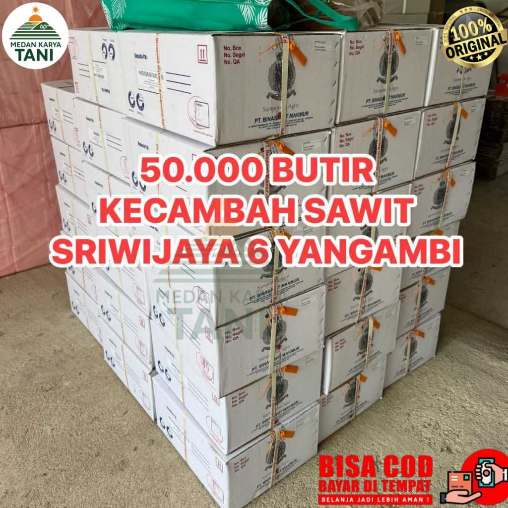Bibit Benih Kecambah Sawit Unggul Ppks 540,  Sriwijaya 6, Yangambi, Dumpy, Socfindo Perbutir Bersert