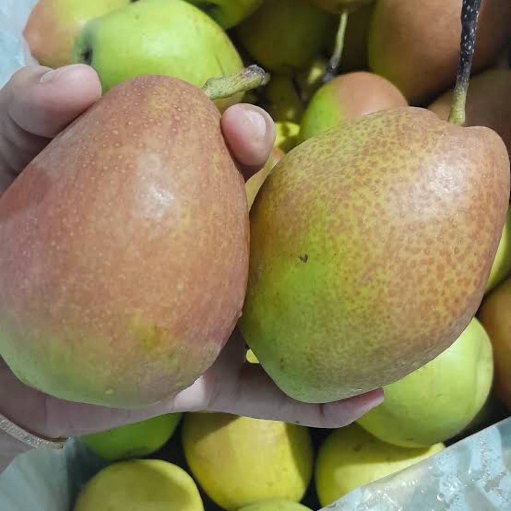 Buah Pir  Xianglie Segar 1 kg dengan Daging Juicy dan Manis