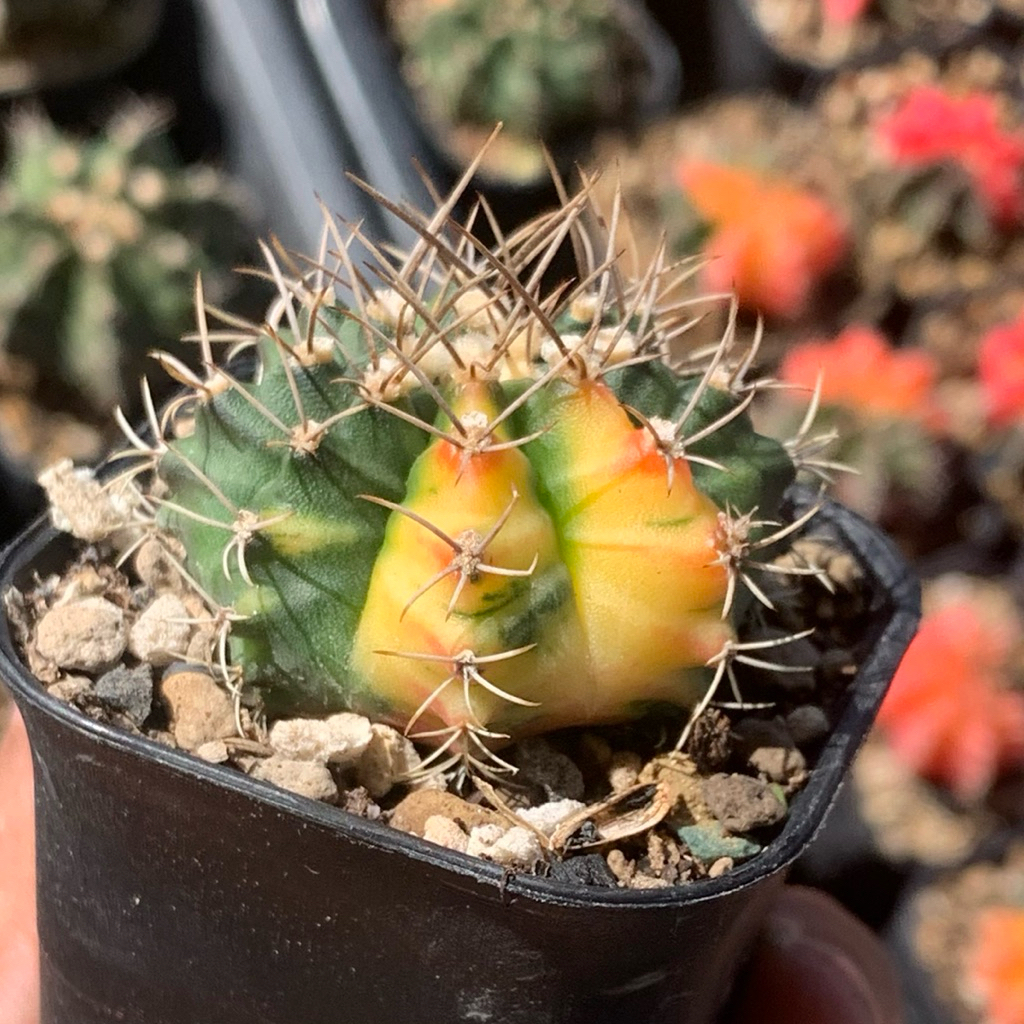 Mv7 Gymnocalycium Mihanovichii Hybrid varigata var gymno miha mihanovichi jumbo kaktus tanaman hias 