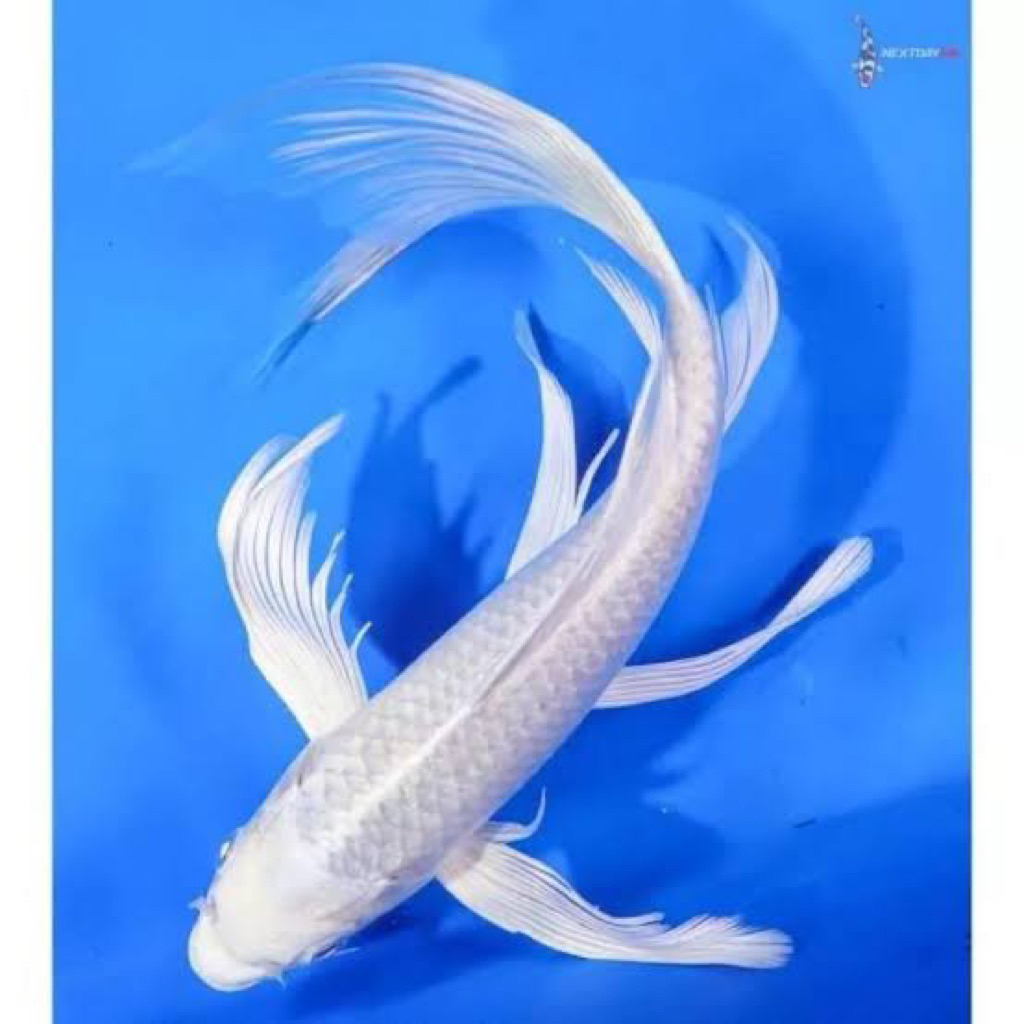 Paket Murah Koi Platinum slayer butterfly 2 ekor 40k
