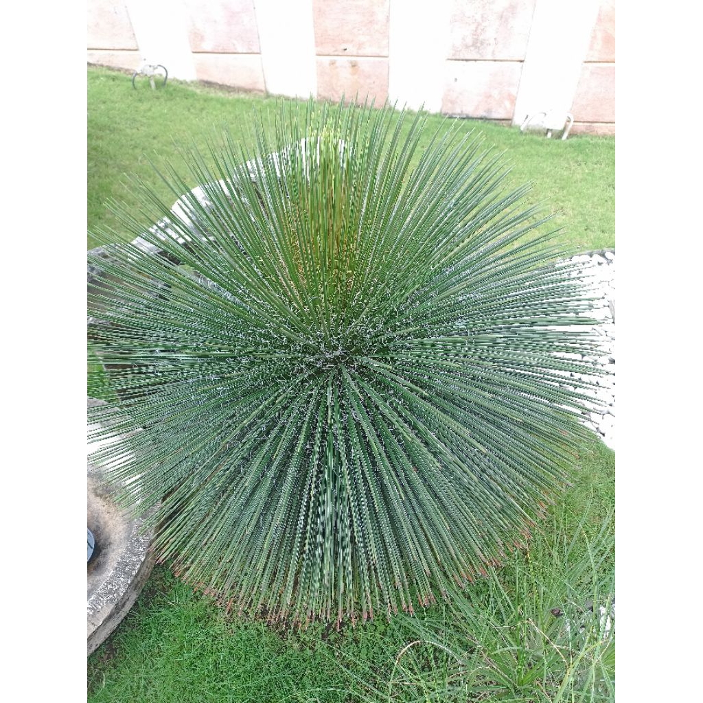 Bibit tanaman Agave Geminiflora