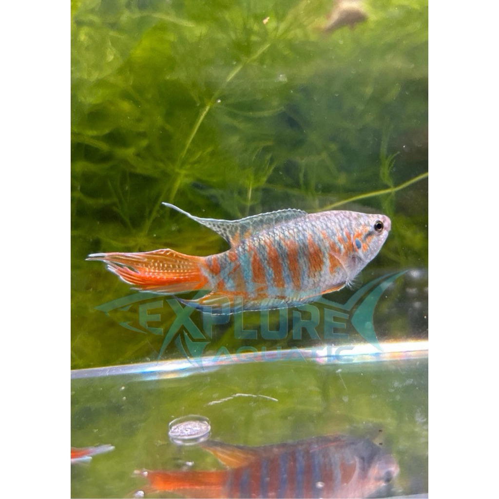 Indukan Paradise Gourami - Ikan Hias Aquarium