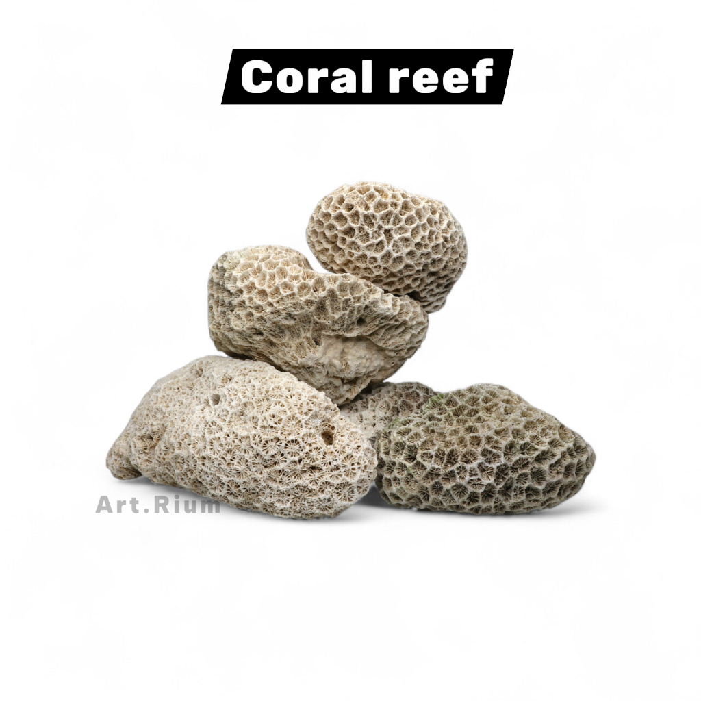 batu aquarium air laut / dead rock / reef rock / coral. 1kg