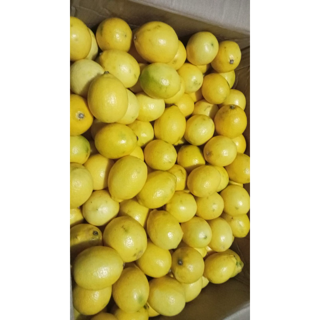 lemon CF buah lemon segar 1 kg