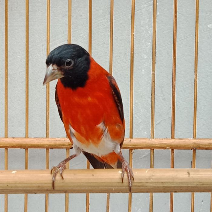 Burung Red Siskin Klasik Jantan Gacoran