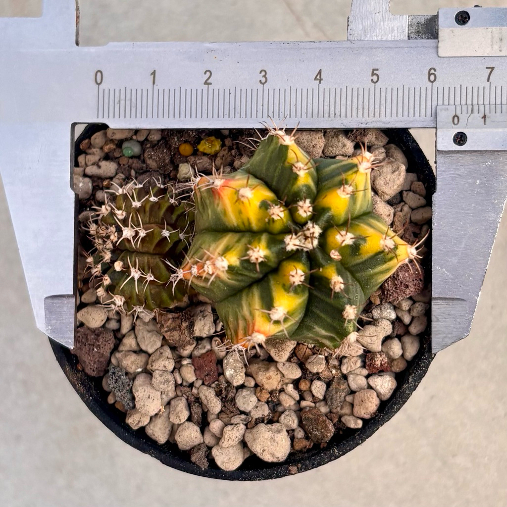 Kaktus Gymno Orange Miha Double head Variegata