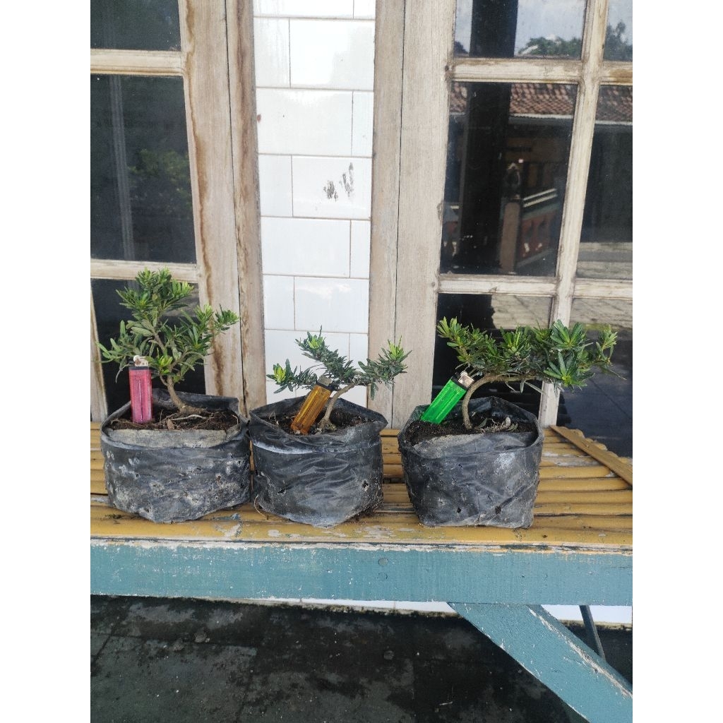 bibit bonsai lohansung mikro / airbrush