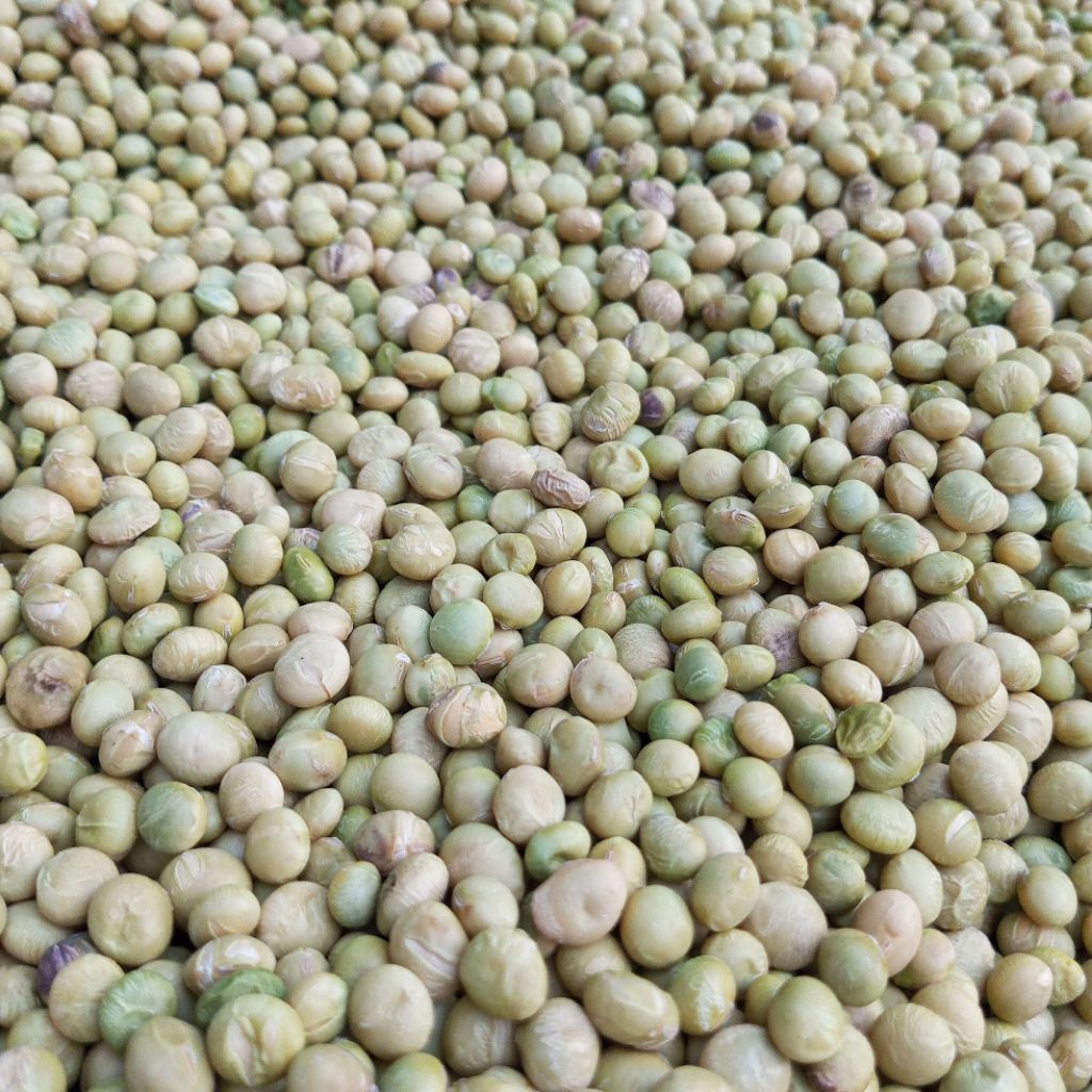 benih edamame