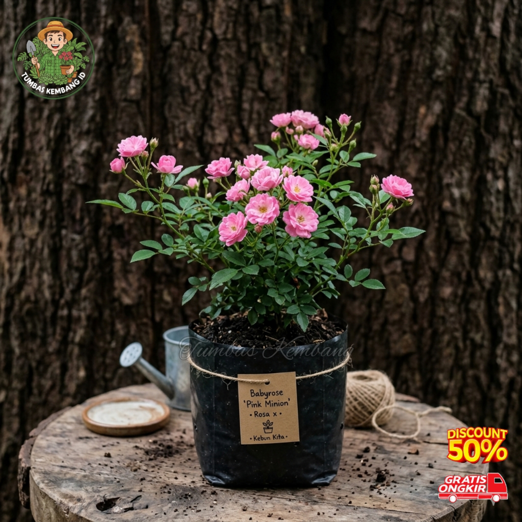 Bibit Mawar Babyrose Pink/Mawar Mini Pink SUDAH BERBUNGA  - Unik Super Rimbun Berbunga Lebat Hidup S