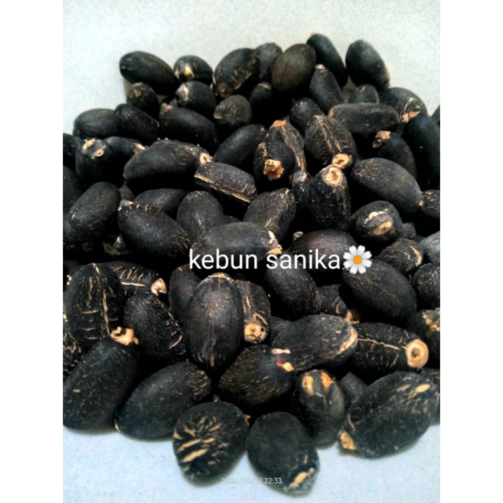 biji jarak hijau/jarak pagar kupas kering 10 biji
