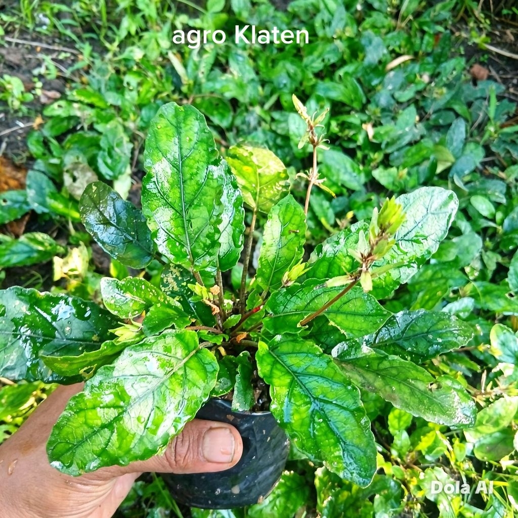 Tanaman Gempur Batu Super Ful Akar ( Herbal Batu Ginjal  )