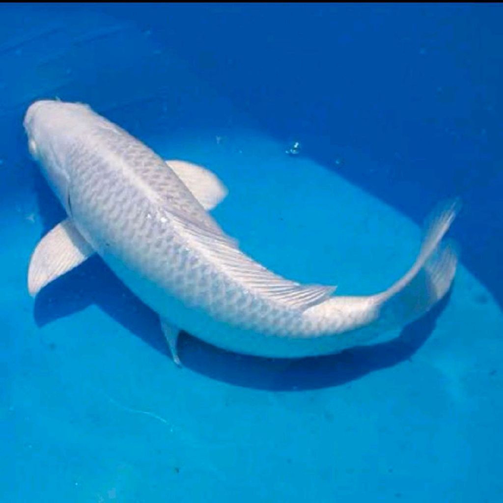 Koi Platinum Ogon Premium 20–25cm | Koi Silver Metalik Elegan