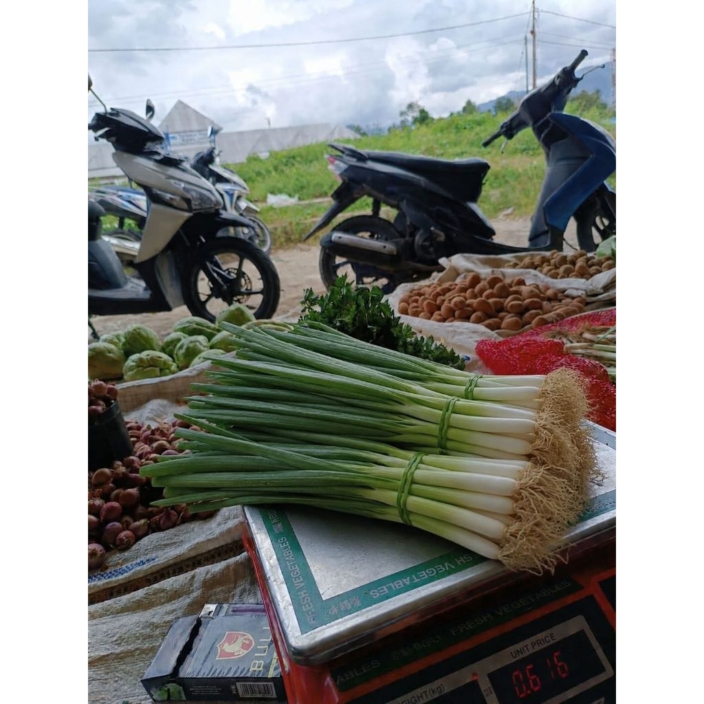 Daun Bawang atau Bawang Prei