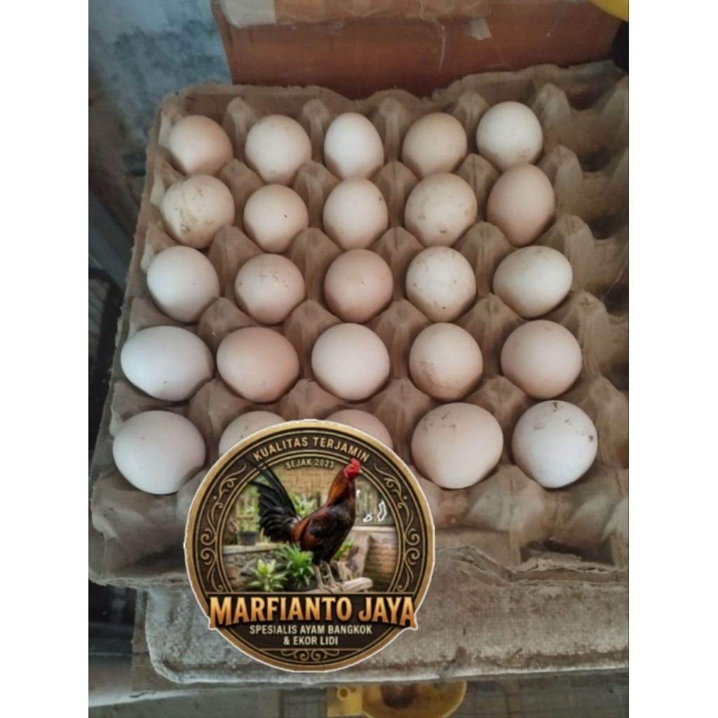paket 5 Telur Fertil Telur Tetas Ayam Aduan Koyngon Cros Koytrad marfianto-jaya