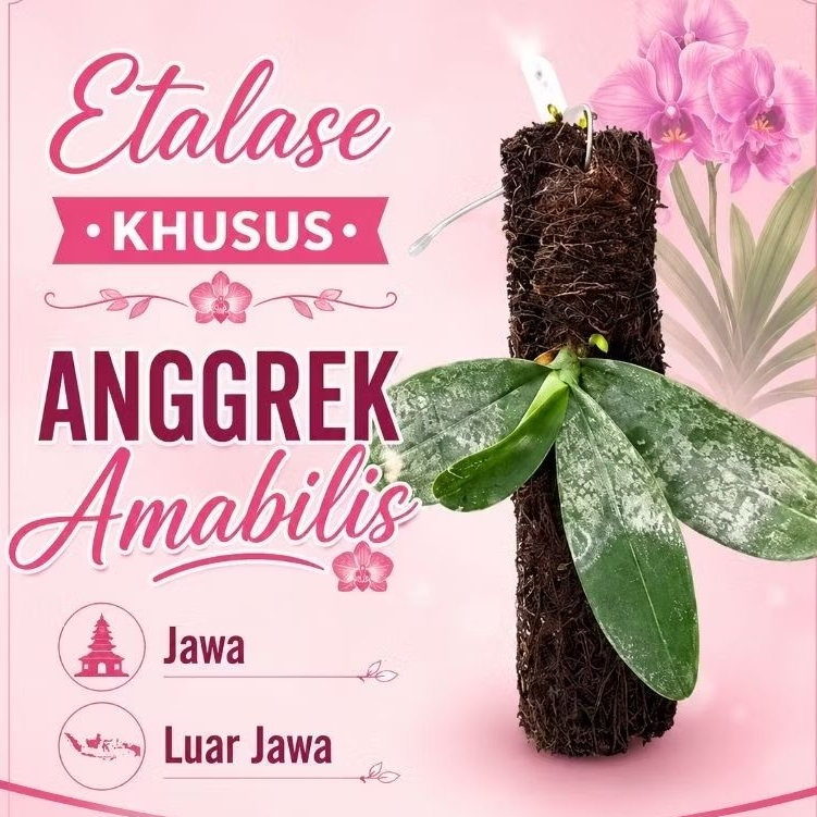 Anggrek Amabilis Jawa & Luar Jawa