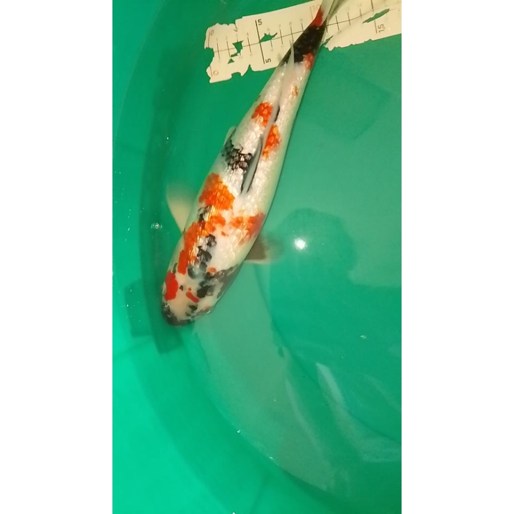 Ikan koi jenis Showa Ginrin 38cm Pola Warna Bagus