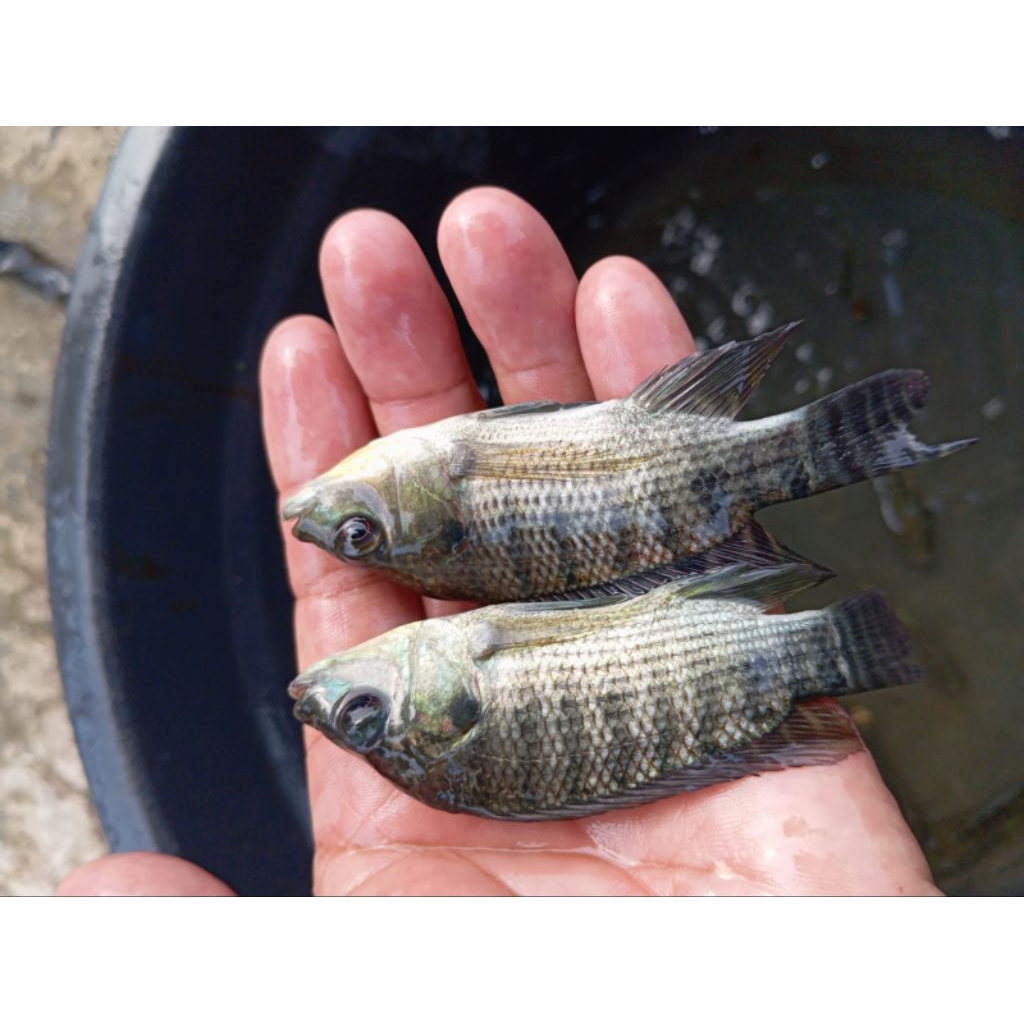 bibit ikan betok/pupuyu